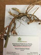 ALLEGHENY SPURGE 5 roots  Allegheny pachysandra (Pachysandra procumbens) image 6