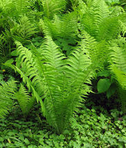 5 TN OSTRICH/GLADE FERN rhizome Matteuccia struthiopteris image 3