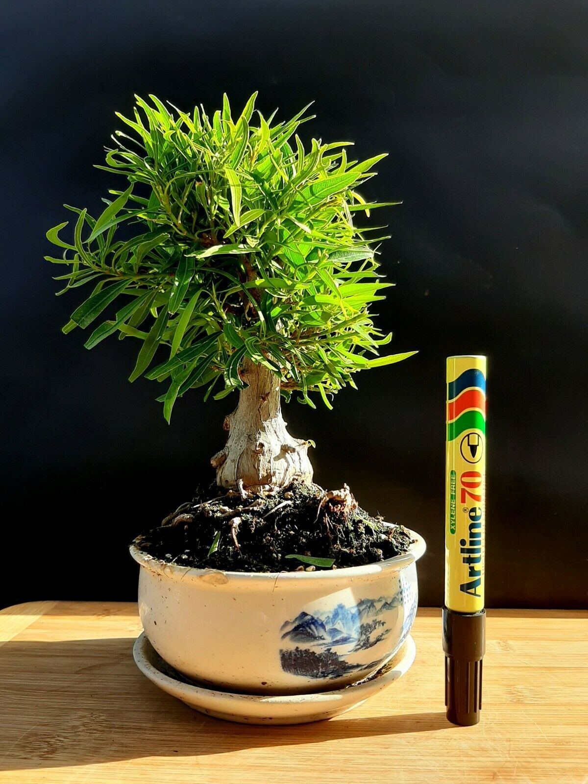 miniature ficus bonsai