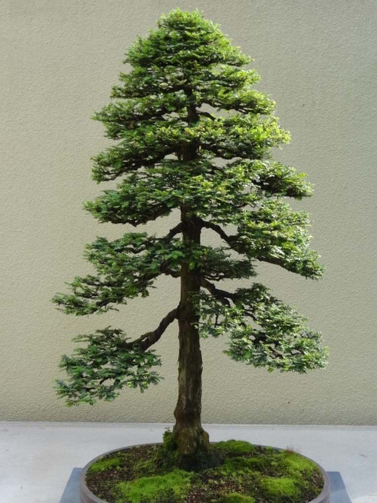 100 seeds Redwood Seeds Sequoia sempervirens Bonsai TALLEST in the