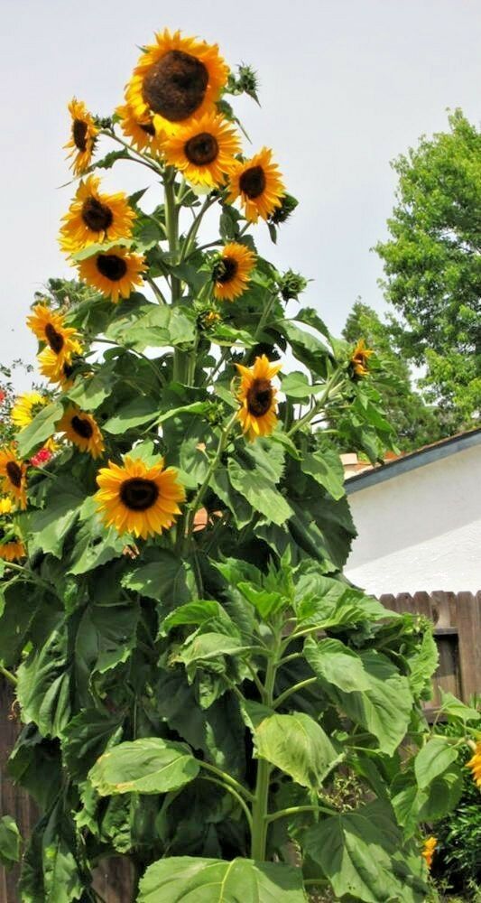Giant Skyscraper Sunflower 100 Flower Seeds Annual & Biennial Seeds
