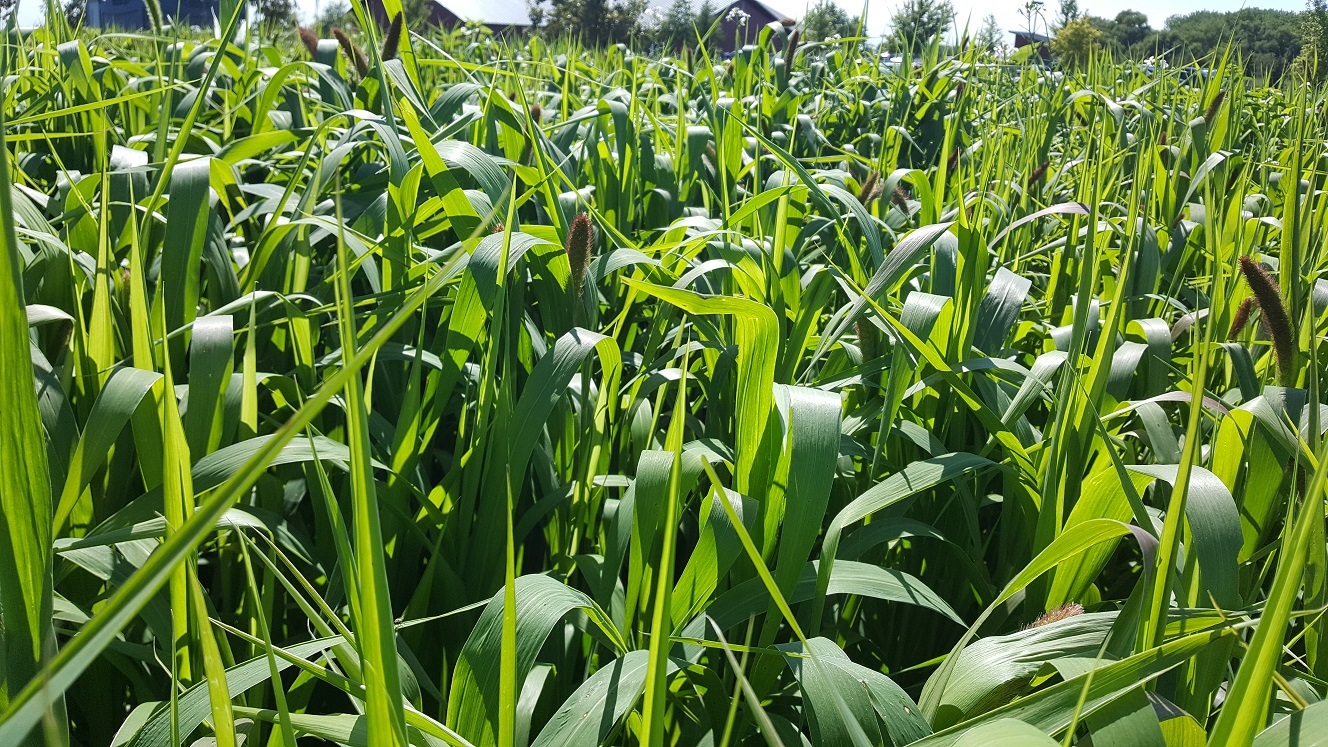 Fall Matter Cover Crop/Deer Plot550lb bags Bulk Seeds