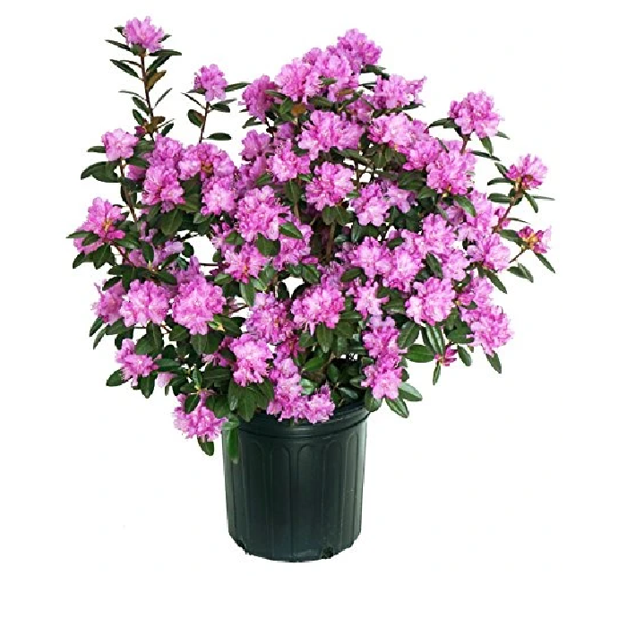 Live Plant - PJM Elite Lavender Rhododendron - Live Plant - Quart Pot ...