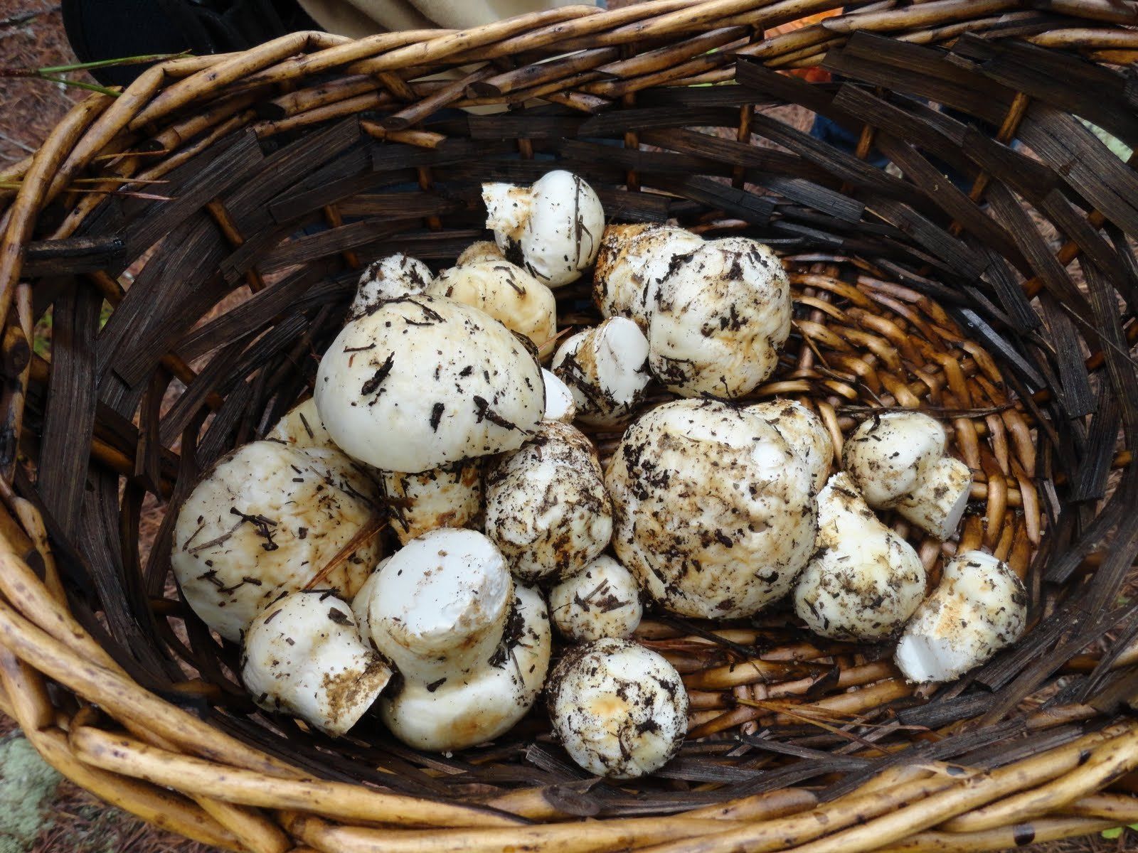 20 g WHITE MATSUTAKE Tricholoma Magnivelare Mushroom Spawn Spores Seeds Mycelium Mushrooms