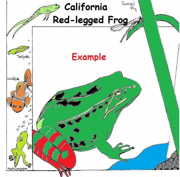 Primary image for Endangered Species Learning Coloring Book --eBook-- (pdf) Animal Coloring Book