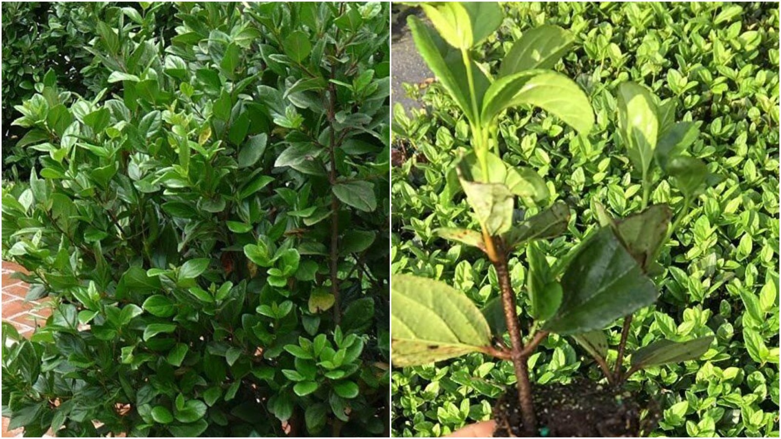 Viburnum Suspensum 20 Live Plants Low Maintenance Evergreen Privacy