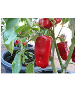 “ 25 PCS New Rare heirloom Aleppo pepper (pure strain) GIM ” - $10.68
