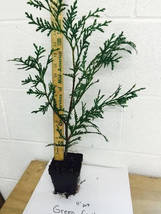 Green Giant qt.pot 12-18"tall Thunja Arborvitae image 2