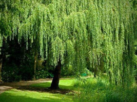 4 Willow Tree Cuttings - Fastest Growing Trees in The World - Grows 10 Ft/Yr image 2