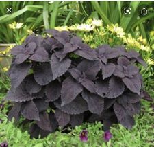 Coleus Black Star 4” Pot Plant USA, rare plants - $31.19