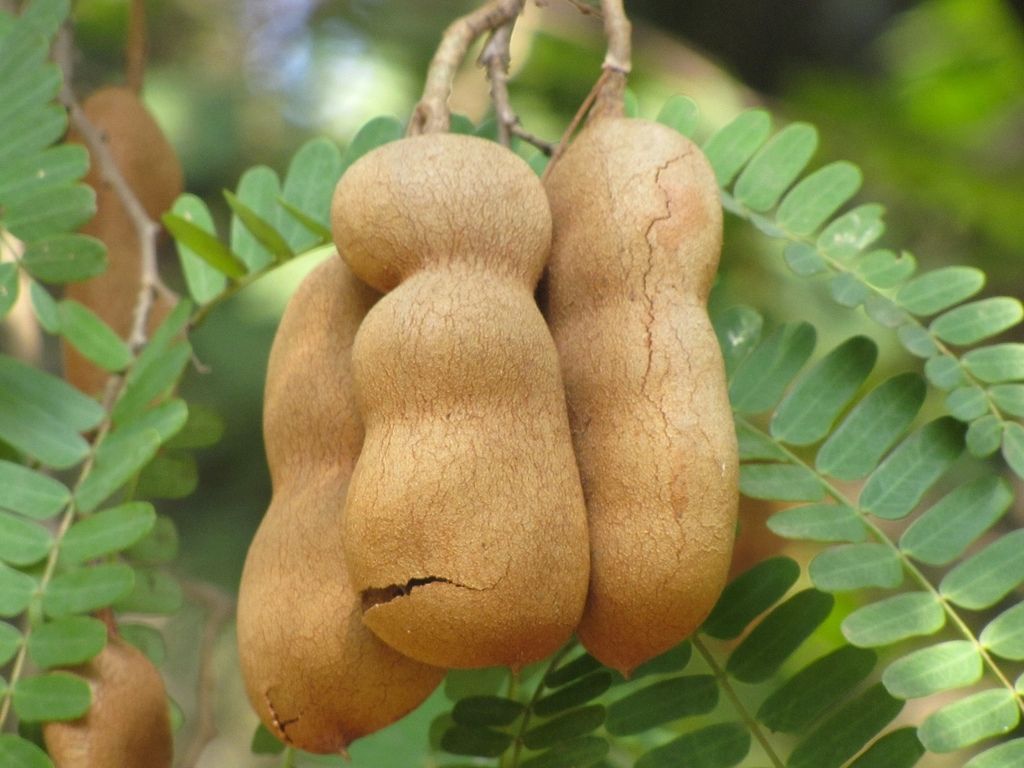 Tamarindus indica, tamarind tree tropical edible fruit wood bonsai seed