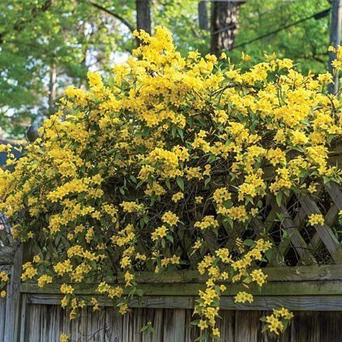 Carolina Jasmine 60 Live Plants Beautiful Fragrant Blooming Vine