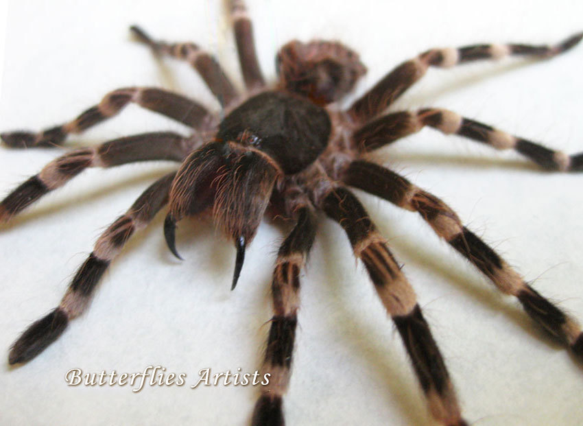 Brazilian Whiteknee Acanthoscurria Geniculata Baby Real Tarantula ...