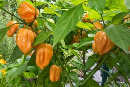 Orange Habanero Pepper Seeds | Hot | Heirloom | Organic | Spicy | Rare - $2.25+