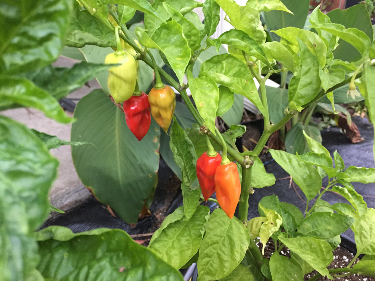 Sweet Datil Pepper, Pepper Seeds, Sweet Datil Pepper Seeds, Organic ...