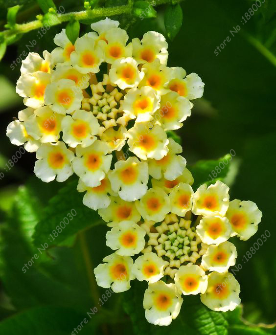 10 Seeds Japan blooming lantana  flowers potted bonsai  home 