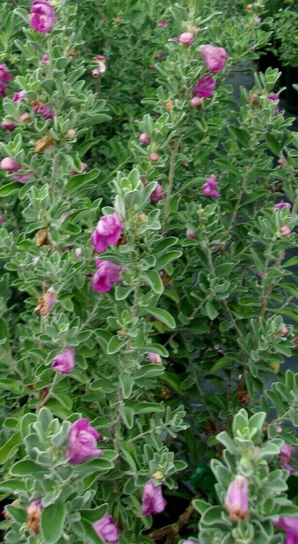 PURPLE TEXAS SAGE 23 Feet Flowering Shrub and similar items