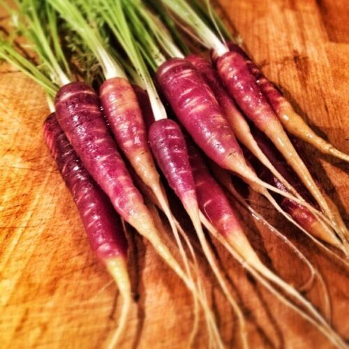 Carrot Deep Purple F1 Seed