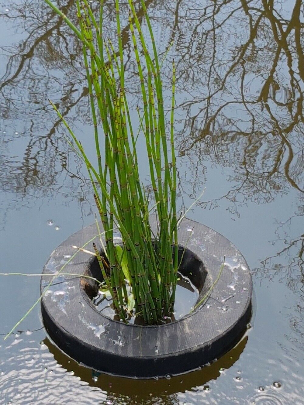 Pond Planters Ultimate Aquatic Water Garden Pond Plant Kit for Small Ponds
