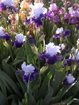 5 Bearded Iris mixed colors bulbs image 4