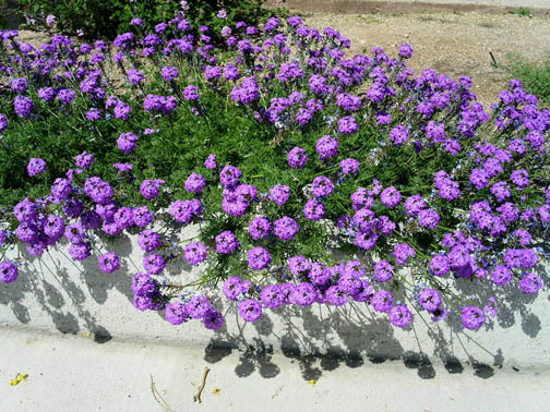 200 Seeds - Moss Verbena Tenuisecta - Ground Cover - Seeds & Bulbs