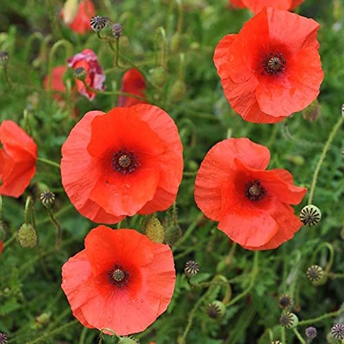 Poppy, Flanders, 200+ Seeds, Stunning Bright Red Flower, Great Poppies