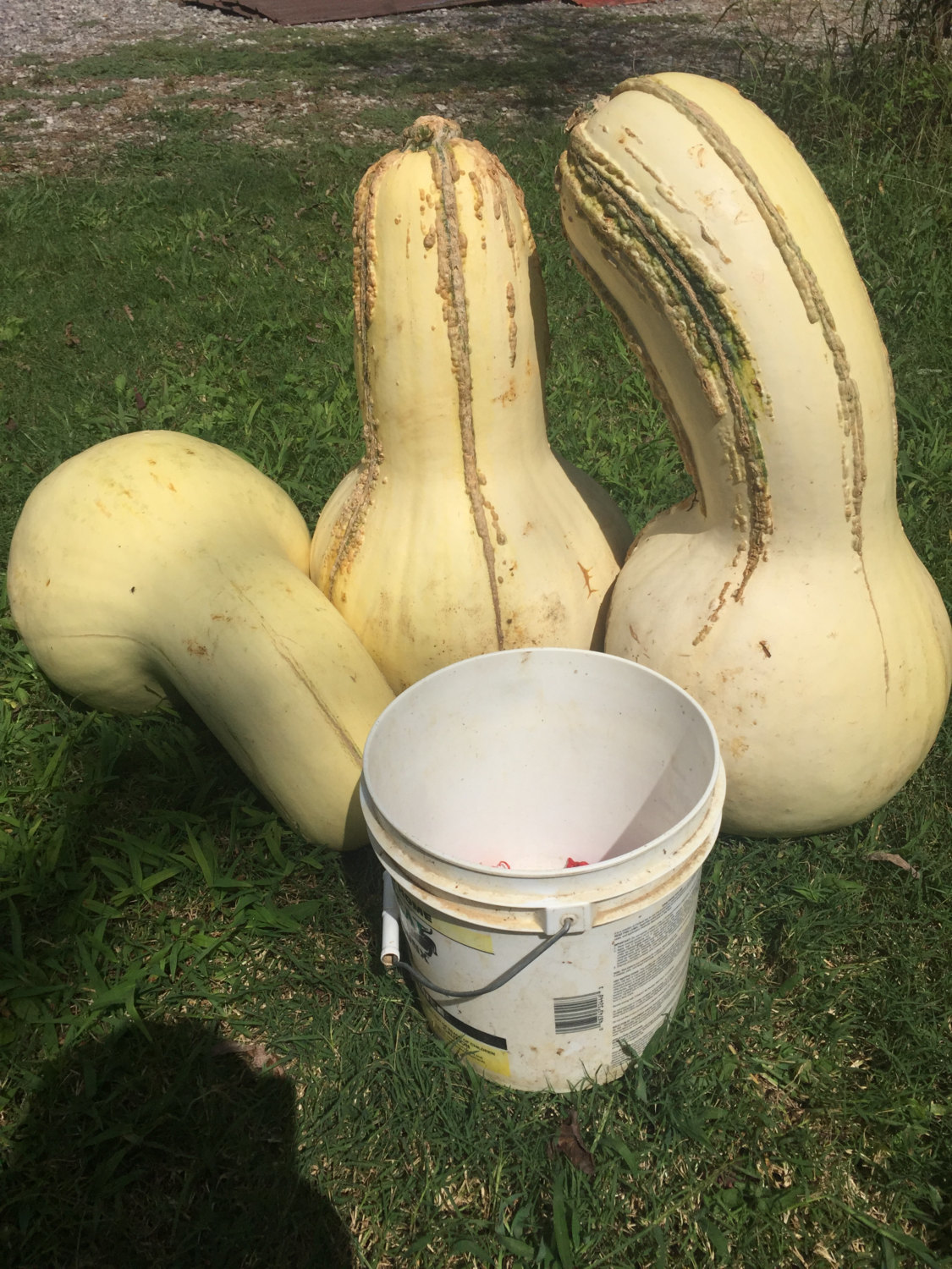 7 Tennessee Giant White Cushaw Squash (Jonathan) seeds 1338 Seeds