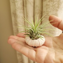 Air Plant in Urchin Shell, Live Tillandsia Ionantha airplant in seashell holder image 2
