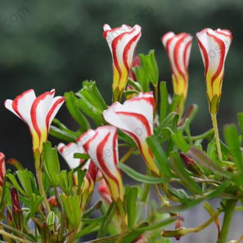 Rare Oxalis Flowers bulbs color rotary Oxalis versicolor bulbs For ...