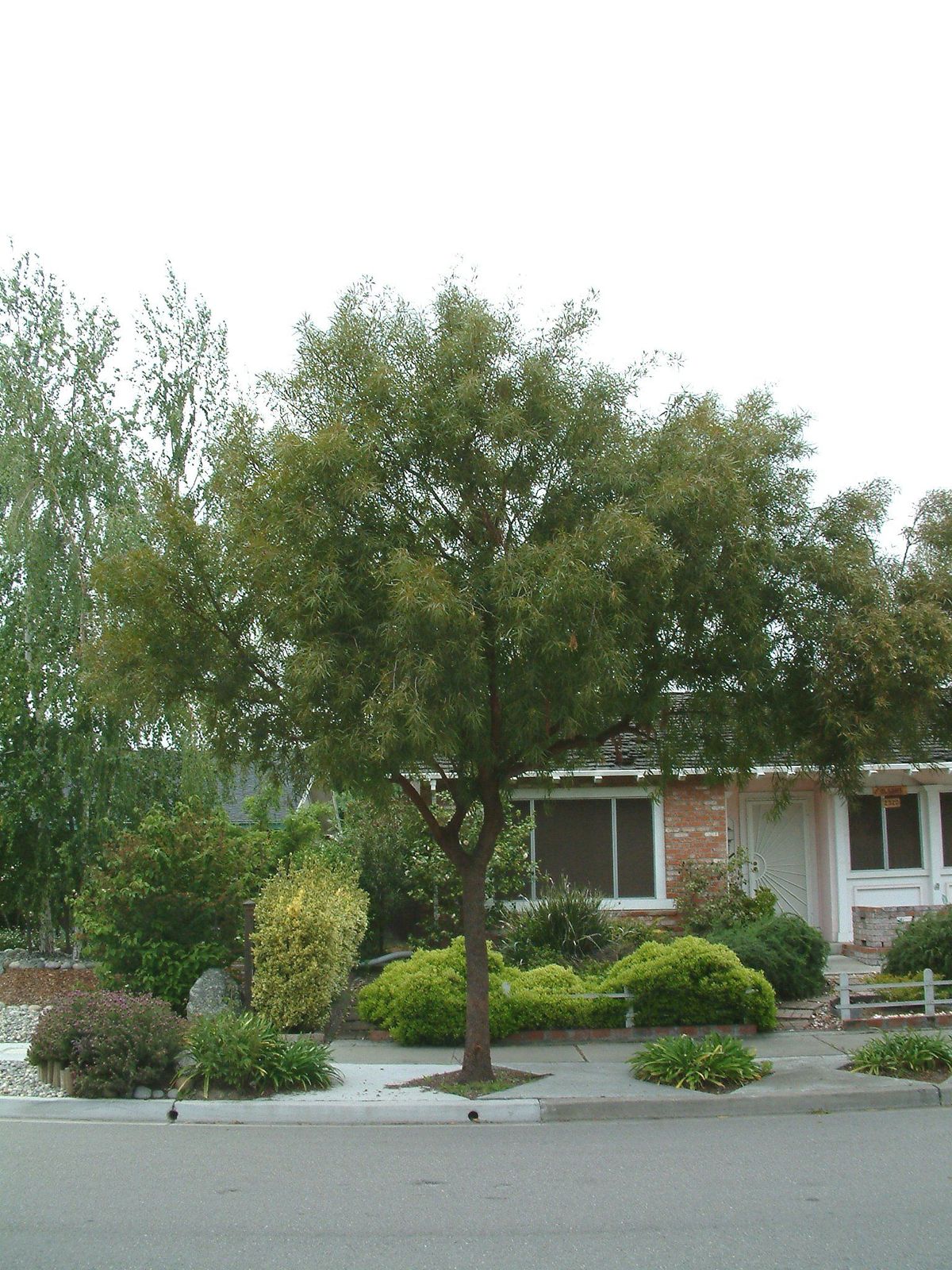 Live African Sumac aka Rhus lancea Plant Fit 5 Gallon Pot Plants