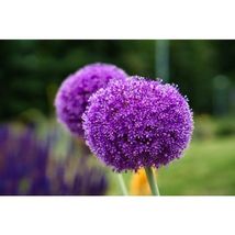20 Giant Ball Onion Allium Christophii Huge Hardy Perennial Flower Seeds #SHN21 - $21.17