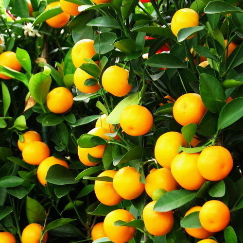 Dwarf Citrus Trees 1 Cleopatra Tangerine Full Size Fruit Dormant