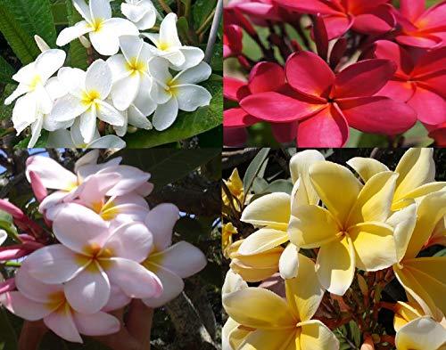 12 Hawaiian Plumeria Plant Cuttings Mixed Grow Hawaii