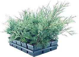Juniper Angelica Blue - 15 Live 4 Inch Pots - Juniperus Chinensis - Drought Tole - $129.98