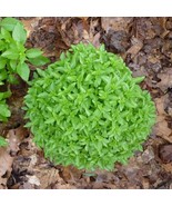 &quot; Heirloom Spicy Globe Basil Seeds, a globe, which makes it ideal for gr... - $9.98