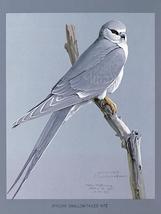 African Swallow-Tailed Kite - 1927 - Bird Illustration Poster - $9.99+