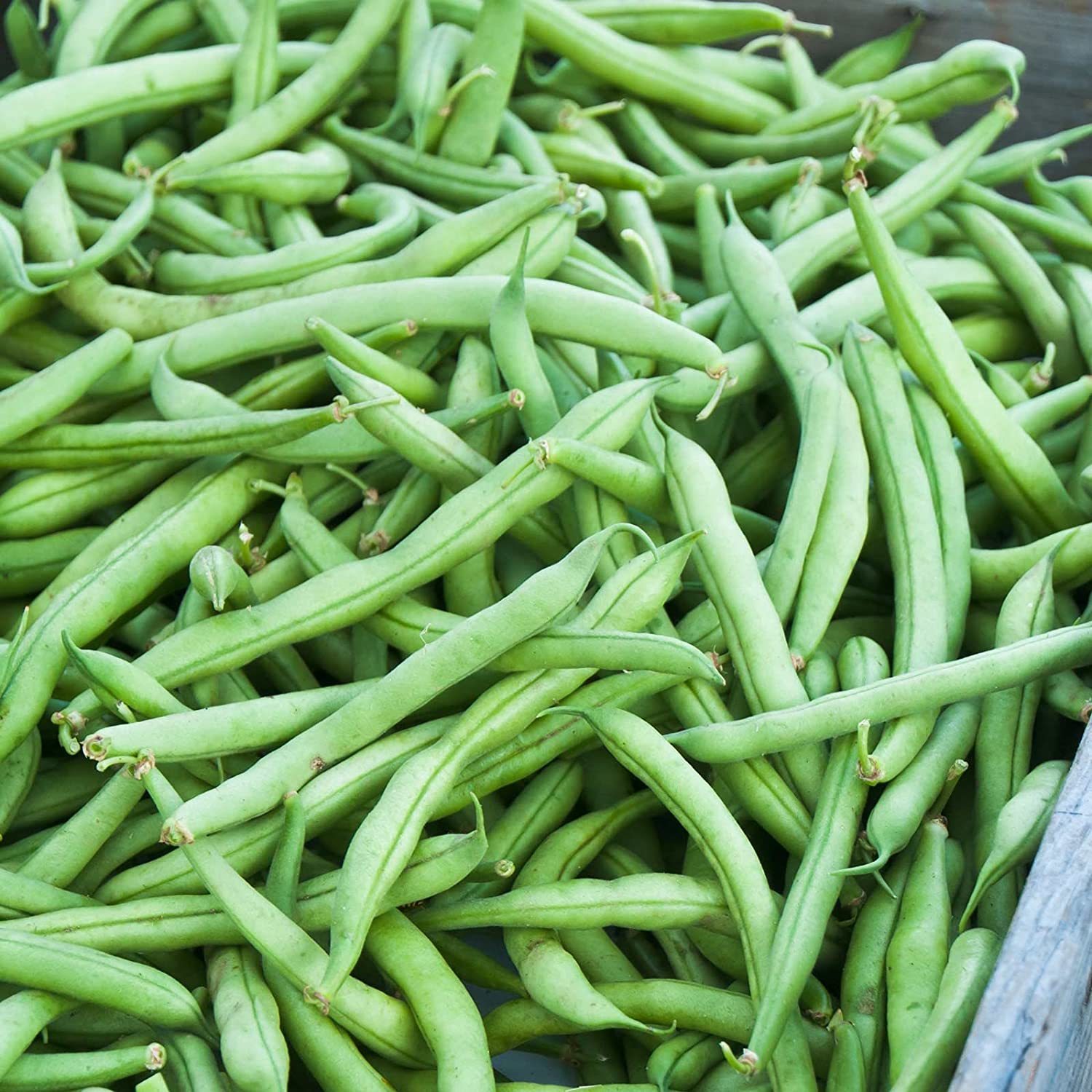 Bean Seeds - Bush - Jade (Treated) - Vegetable Seeds - Outdoor Living - Garden - $37.99