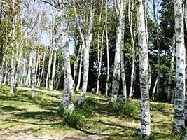 25 White Japanese Birch Tree Seeds - $8.99