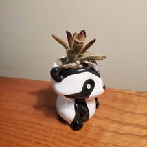 Mini Panda Planter with Panda Plant Succulent, Animal Plant Pot with Kalanchoe image 6