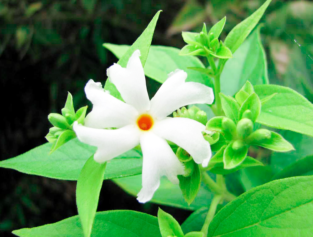 Parijat/Harsingar/ Night Flowering Jasmine,Coral Jasmine / 20_Seeds