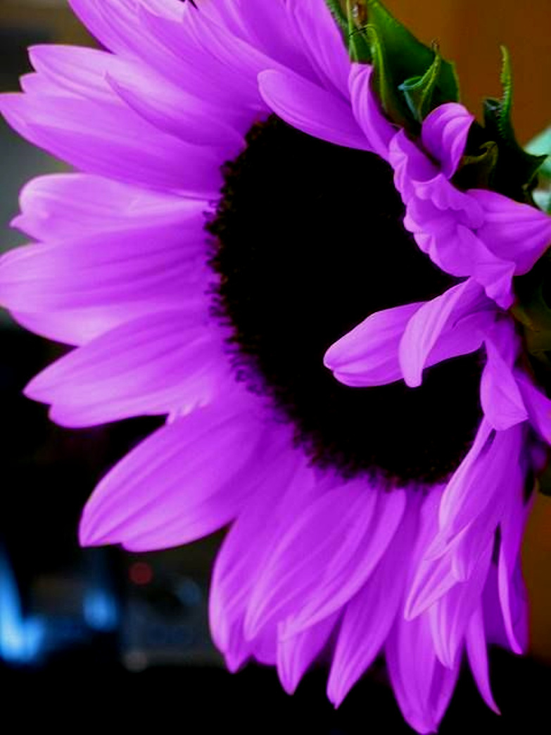 Sunflowers 40 Rare Purple dwarf Sunflower Seeds - Other Plants, Seeds ...