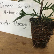 25 Green Giant Arborvitae  plants  2.5" pot image 3