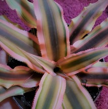 Cryptanthus Bivittatus "Pink Star", Live Earth Star Bromeliad Plant in 3" pot image 2