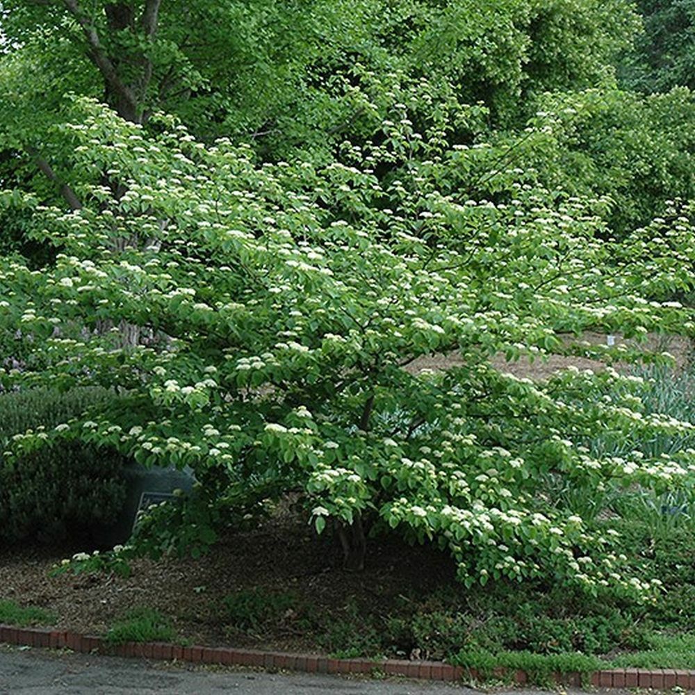 Cornus Alternifolia, Pagoda dogwood trees cornus species 50 seeds ...