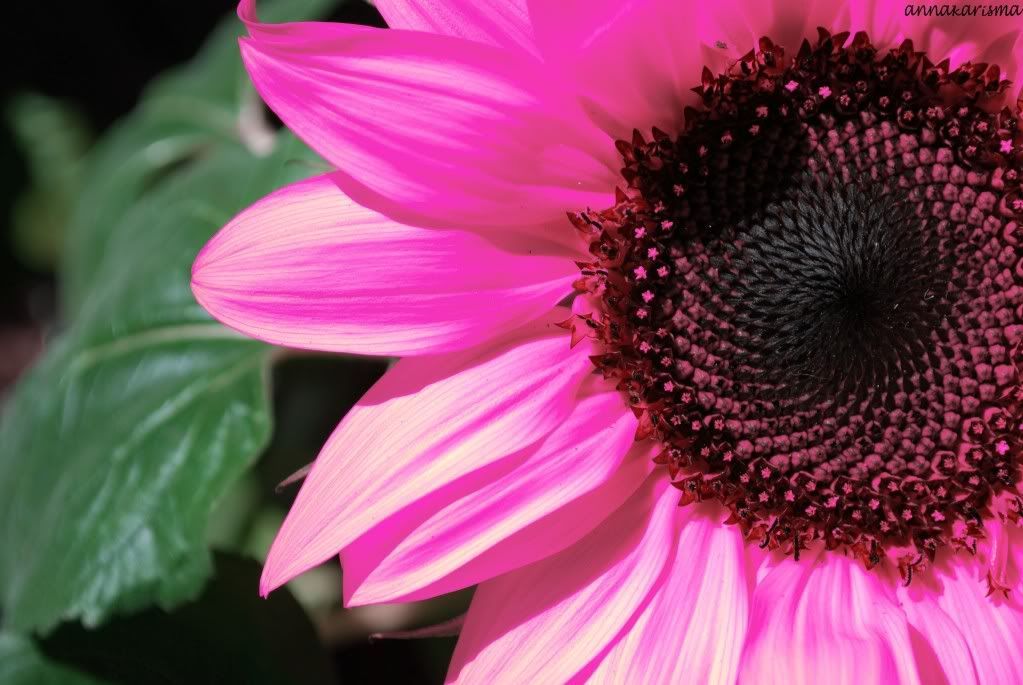 500Seeds Beautiful Water Pink Sunflower Seeds Light up