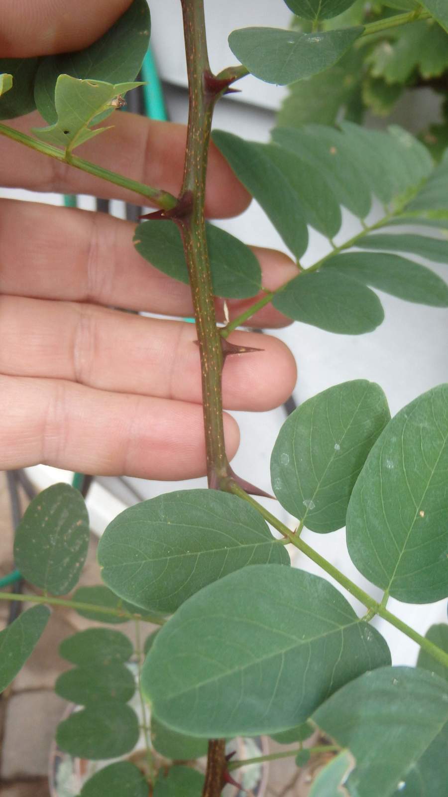 One Black Locust Tree seedling, 3 years old, (Robinia pseudoacacia
