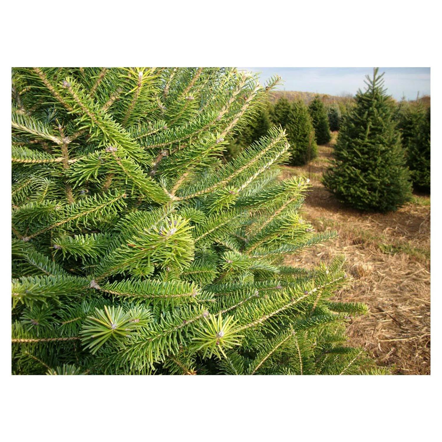 Canaan Fir Abies Balsamea Hardy Established Roots 2.5" Potted 6 Plants ...