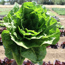 SHIP FROM US 1000 mg ~600 Seeds - Organic Parris Island Cos Lettuce Seeds , TM11 - $18.56