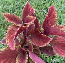 1 Plant Rooted - Gorgeous Coleus 4" Tall #HWG13 - $30.99
