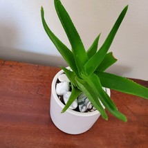 Aloe Plant in White Planter, Live Succulent, Climbing Aloe, Aloiampelos ciliaris image 6